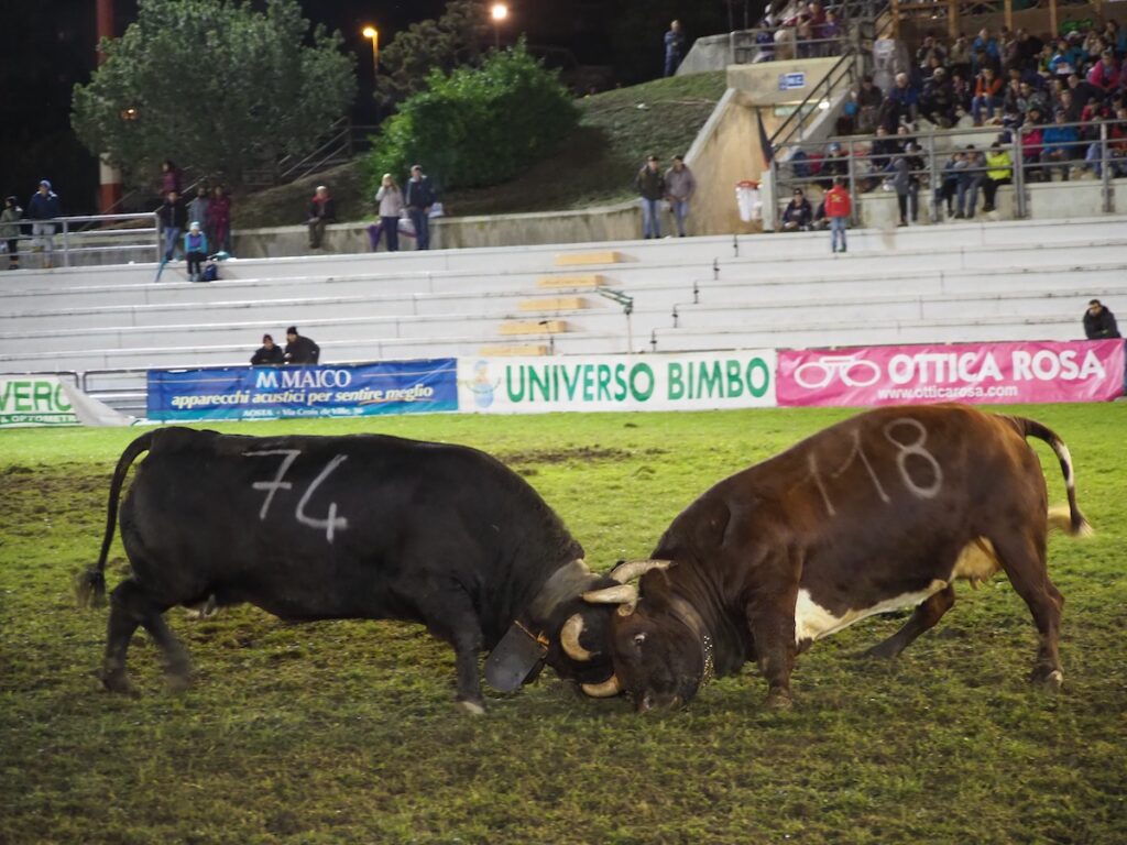 Batailles de Reines, i costi aumentano: a pagamento anche le eliminatorie