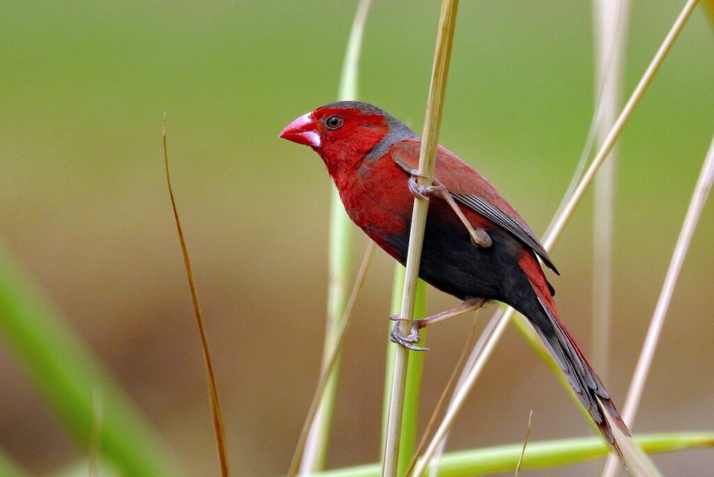 Osservare gli uccelli in Australia