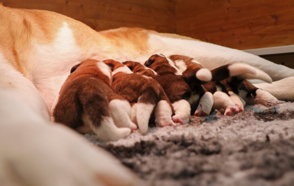 I nuovi cuccioli nati alla Fondation Barry