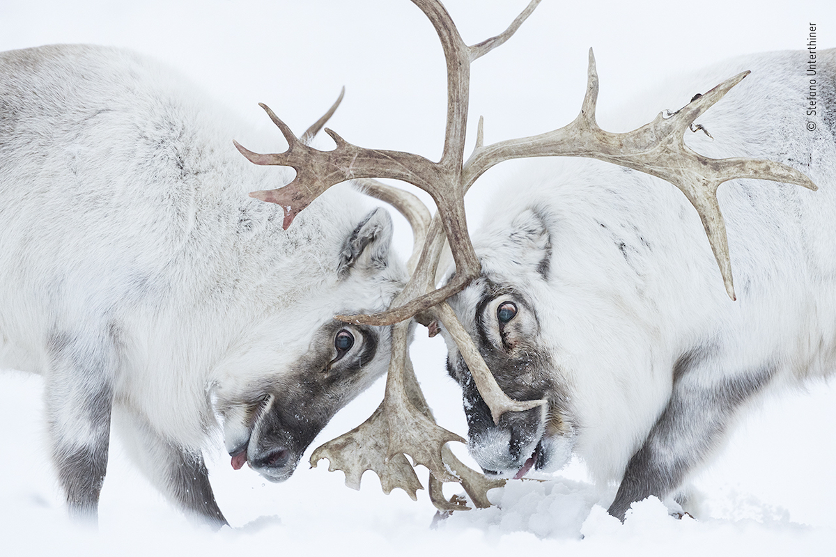 Stefano Unterthiner Wildlife Photographer of the Year