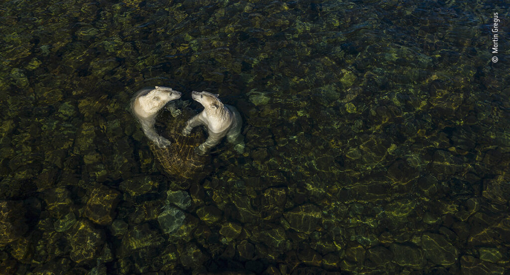 Martin Gregus Wildlife Photographer of the Year