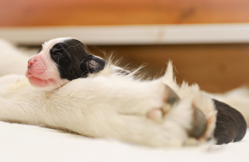 La cucciolata di San Bernardo nata alla Fondation Barry lo scorso 31 luglio