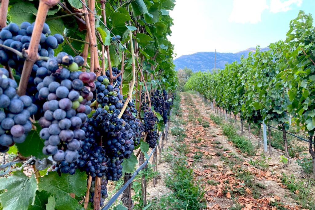 Vino - vigna - vini - viticoltura