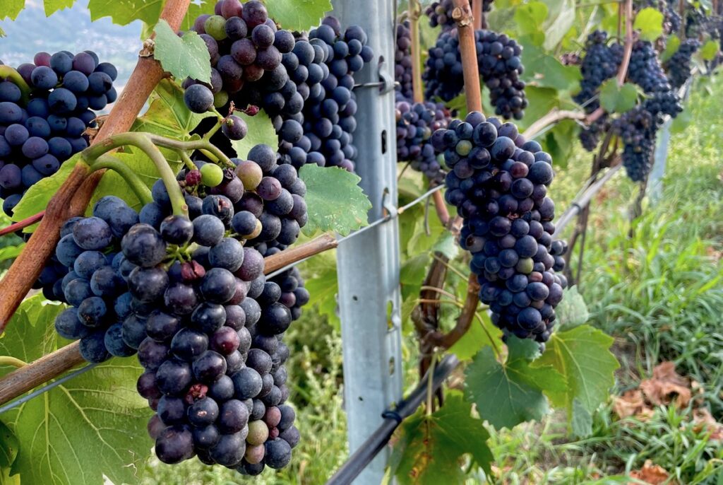 Vino - vigna - vini - viticoltura