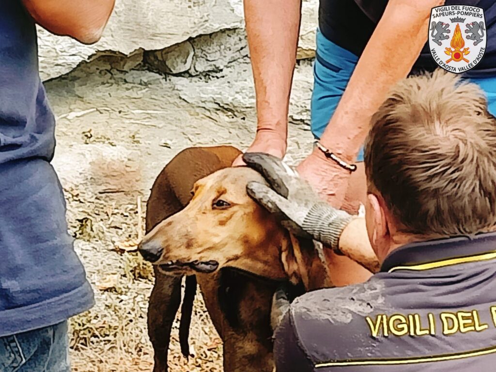 Cane finisce in un tubo di drenaggio: salvato