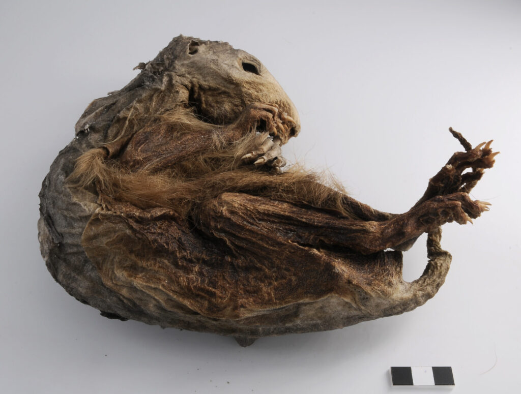 Nel 2024 la marmotta mummificata nel Museo di scienze naturali di Saint-Pierre