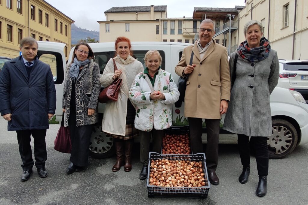 I tremila bulbi di tulipano donati al Comune di Aosta