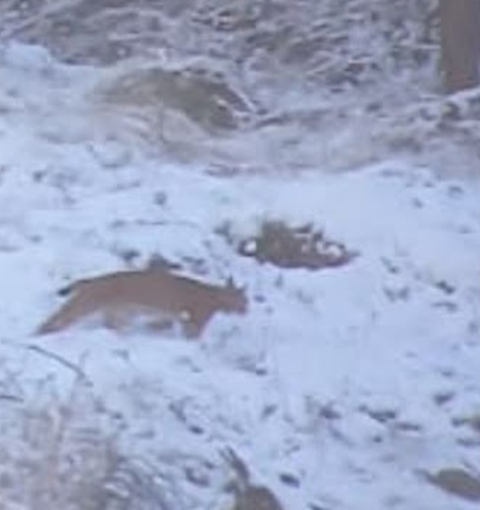 Una lince avvistata e fotografata per la prima volta in Valle d’Aosta