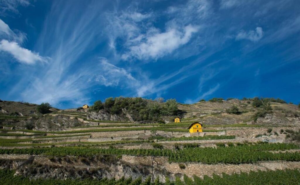 L’azienda vitivinicola Mont d’Or cerca un macchinista trattorista