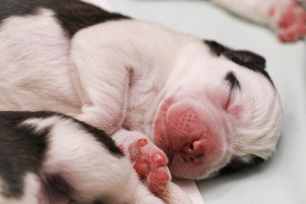 Photos cuccioli di Athena - (c) Fondation Barry-Deborah Dini