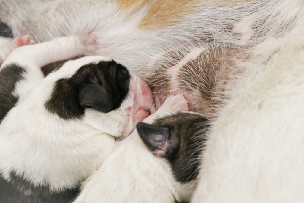 Photos cuccioli di Athena - (c) Fondation Barry-Deborah Dini