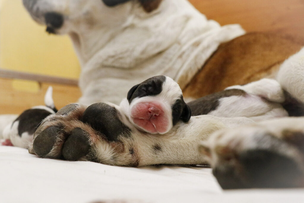 Photos cuccioli di Athena - (c) Fondation Barry-Deborah Dini