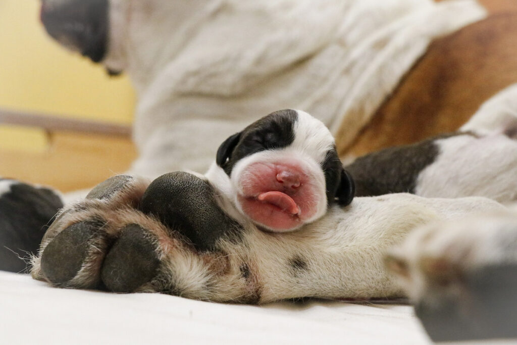 Photos cuccioli di Athena - (c) Fondation Barry-Deborah Dini