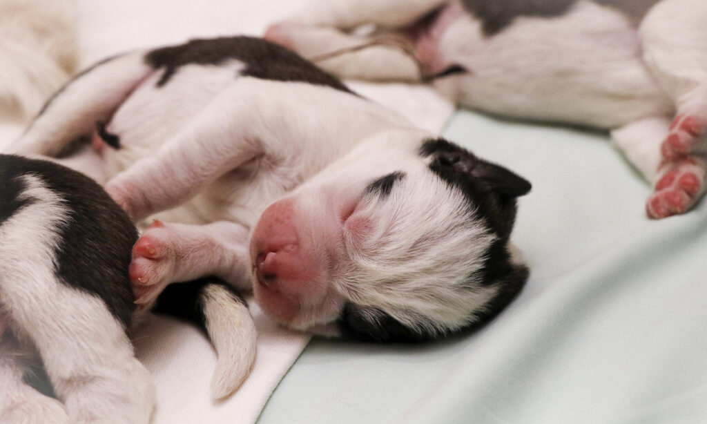 Photos cuccioli di Athena - (c) Fondation Barry-Deborah Dini