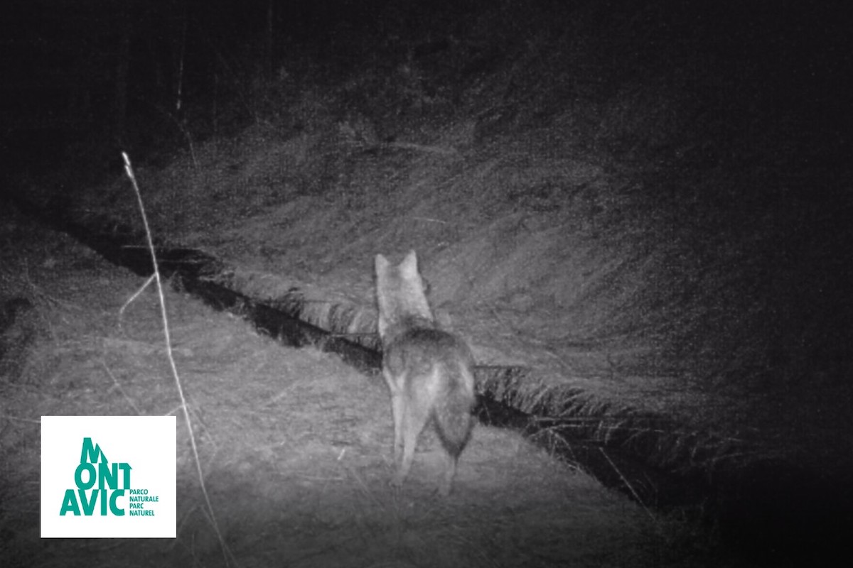 Lo sciacallo dorato avvistato al parco Mont Avic