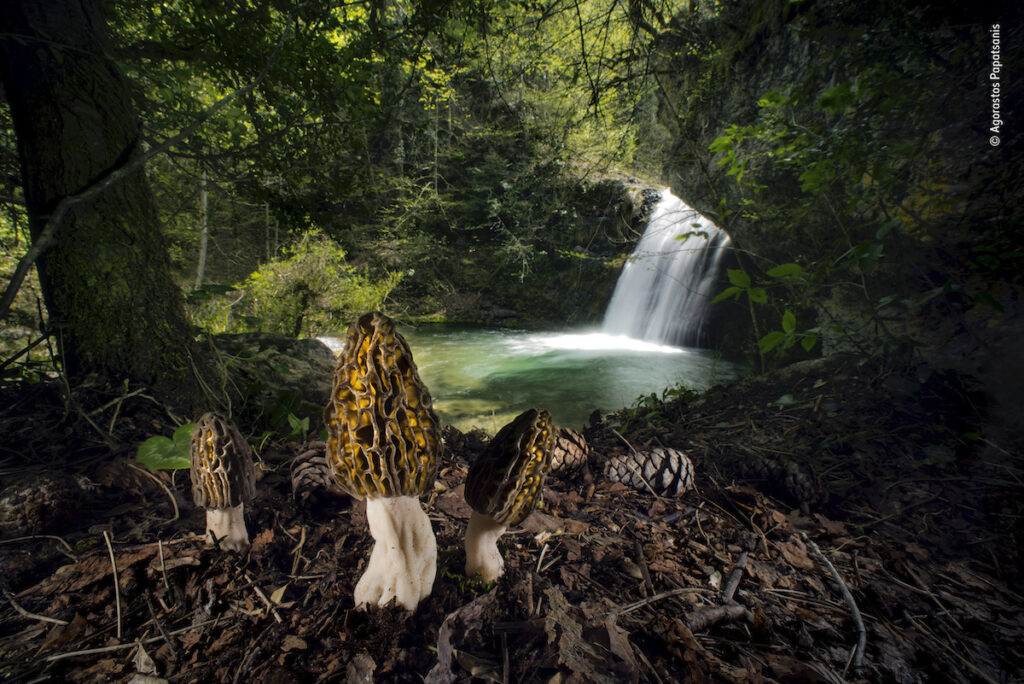 Agorastos Papatsanis Wildlife Photographer of the Year