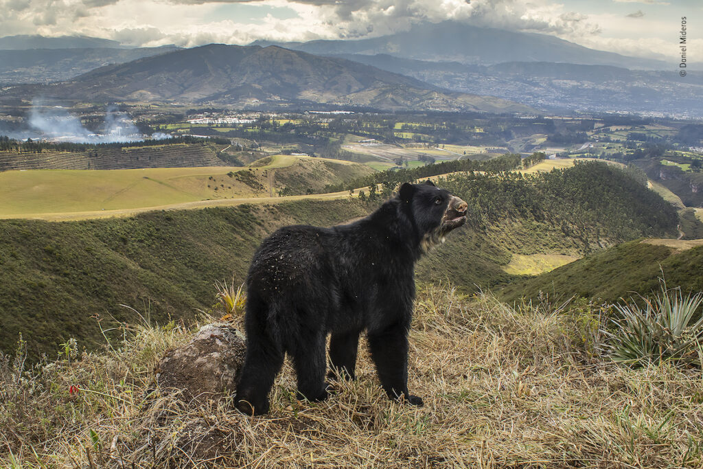 Daniel Mideros Wildlife Photographer of the Year