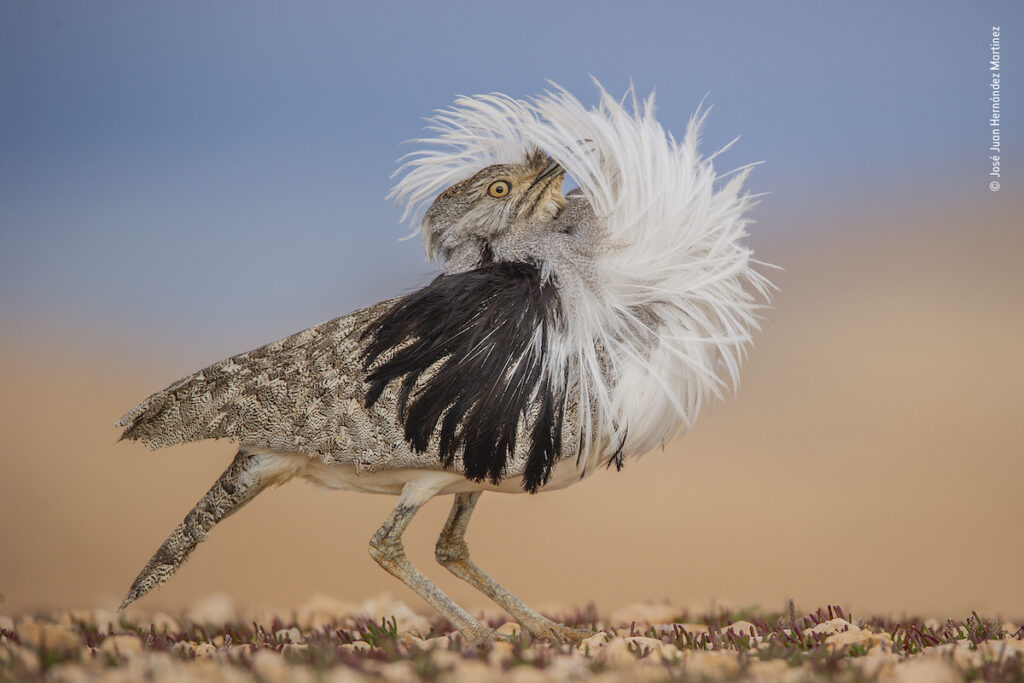 José Juan Hernández Martinez Wildlife Photographer of the Year