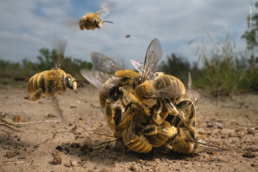 Karine Aigner Wildlife Photographer of the Year