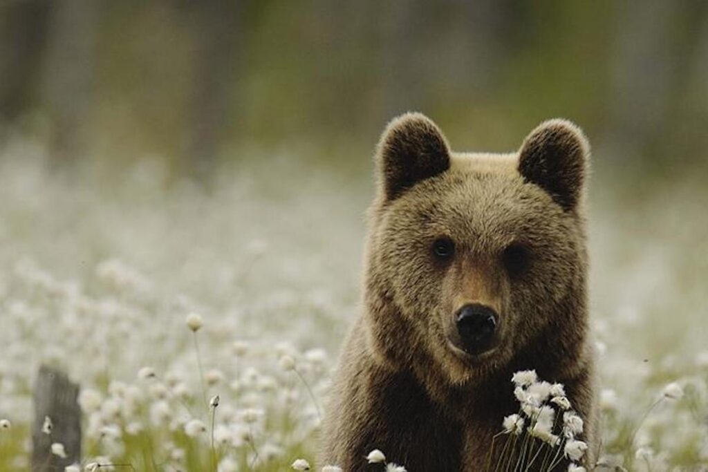 Un orso bruno - Archivio Servizio Foreste e fauna Provincia autonoma di Trento