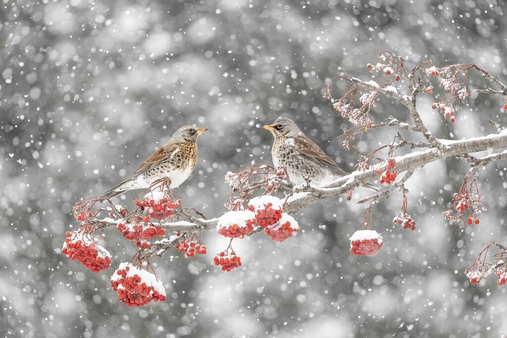 Bacche cesene e mille fiocchi di neve Massimiliano Manuel Paolino