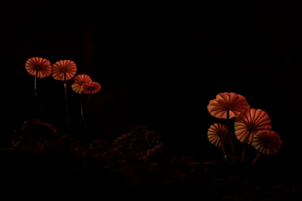 Lanterne Rosse Fabio Sartori