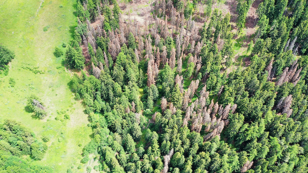 processionaria, boschi, alberi malati