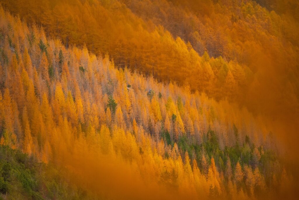 Parco Nazionale dello Stelvio Foliage nella Magnifica Terra Stefano Malaguti