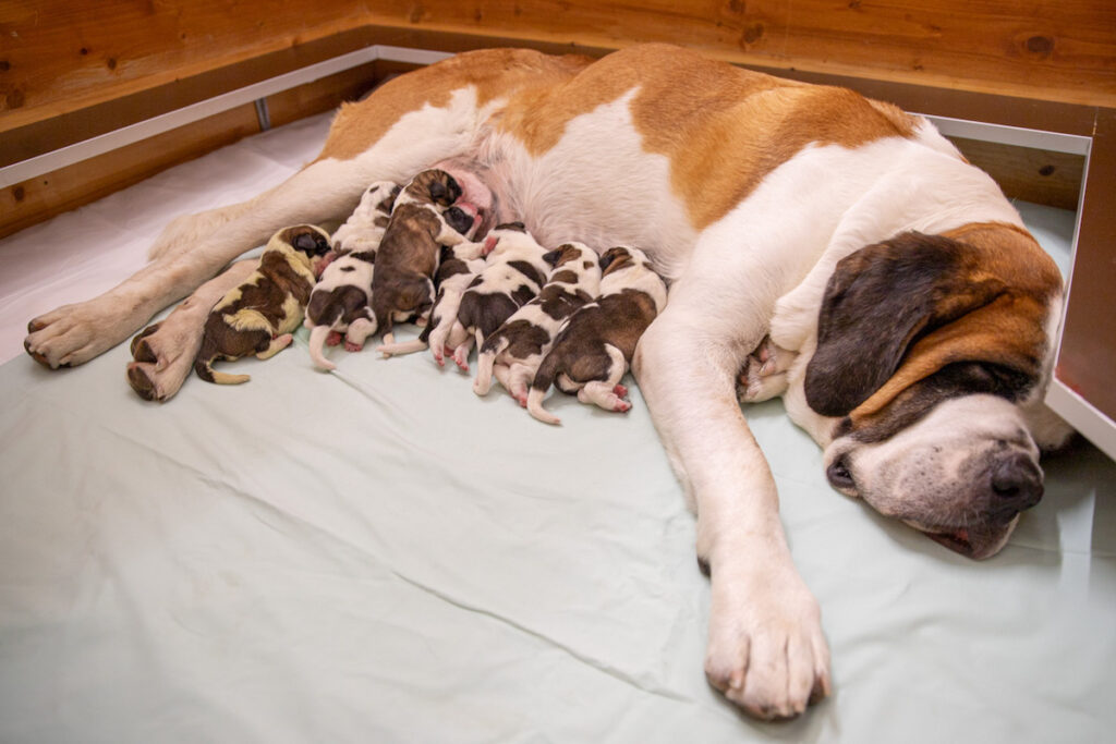 I cuccioli di San Bernardo nati alla Fondation Barry