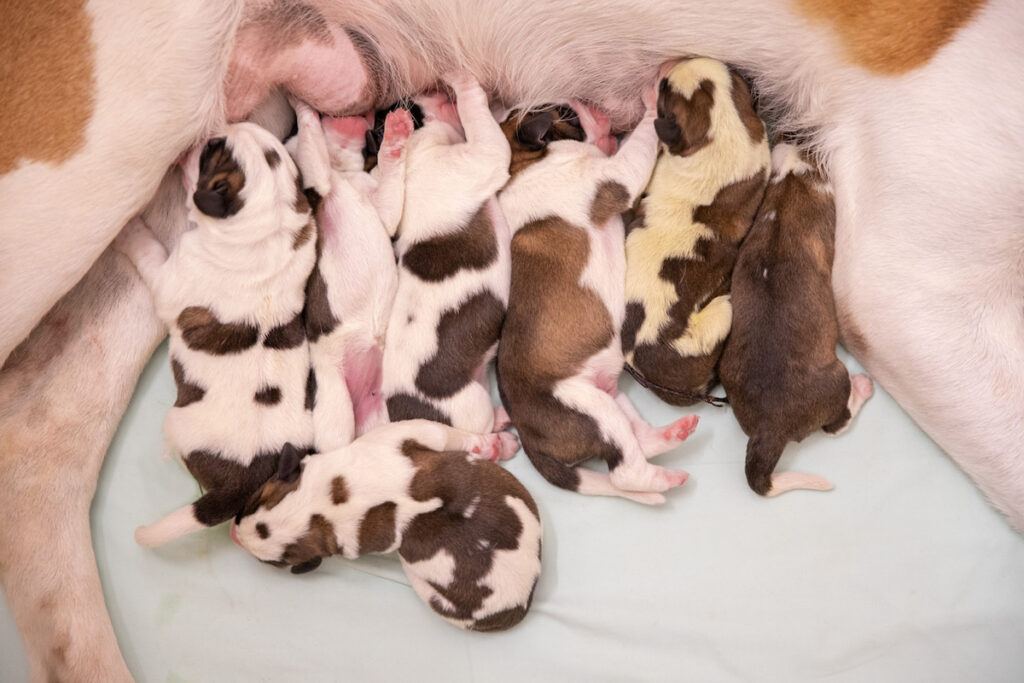 I cuccioli di San Bernardo nati alla Fondation Barry