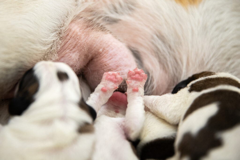 I cuccioli di San Bernardo nati alla Fondation Barry