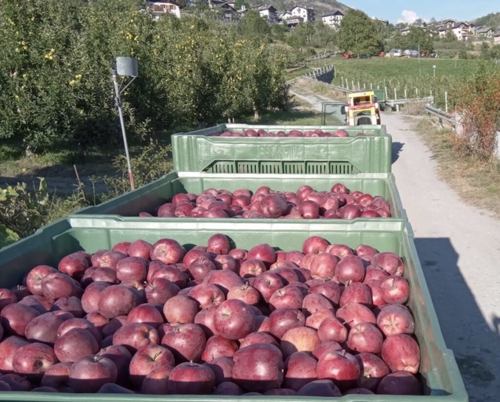 Alla Cofruits è arrivato il tempo delle mele