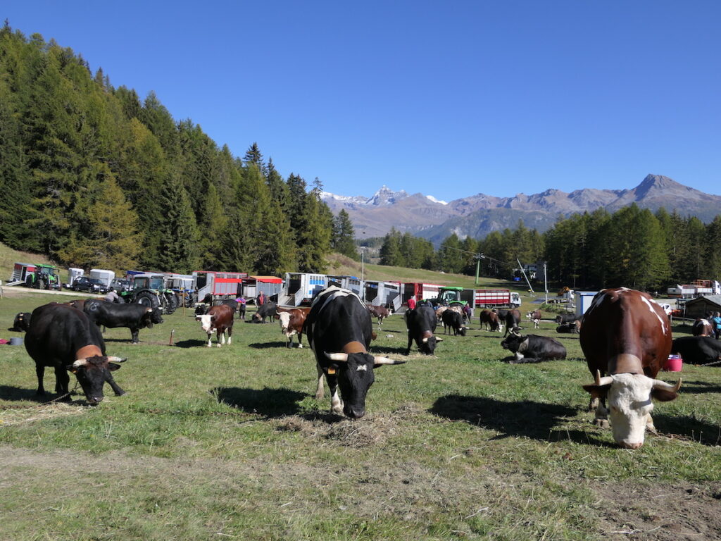 L’Arev dà il via alla stagione autunnale delle manifestazioni zootecniche