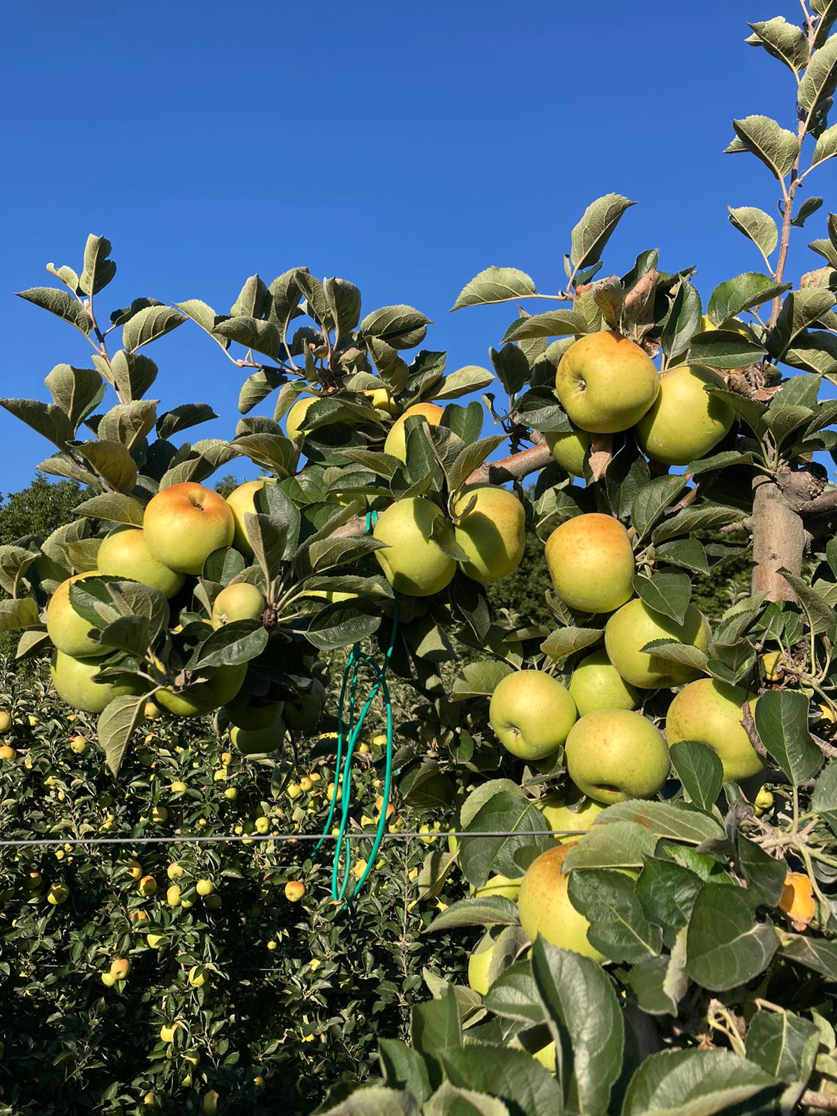 Iniziata la raccolta delle mele in Alto Adige