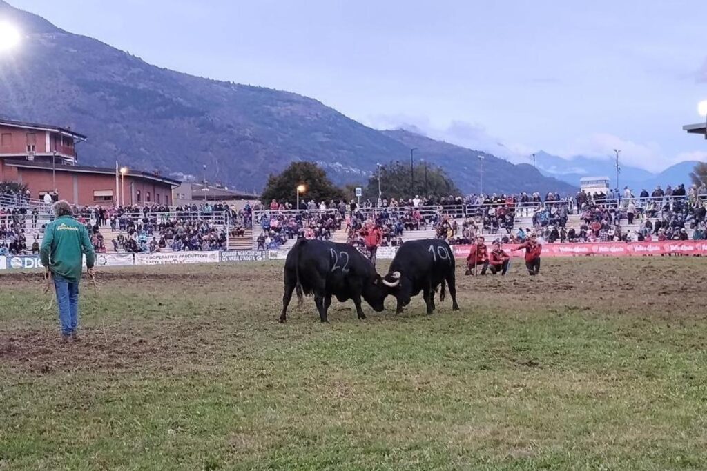 La Finale regionale delle Batailles de reines 2023