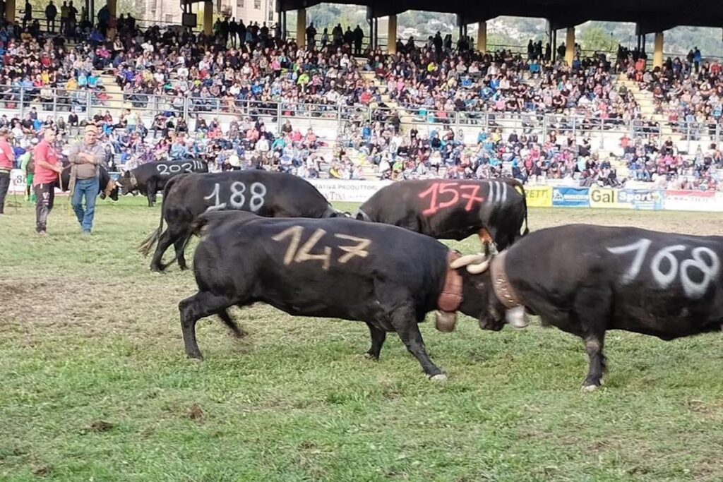 La Finale regionale delle Batailles de reines 2023