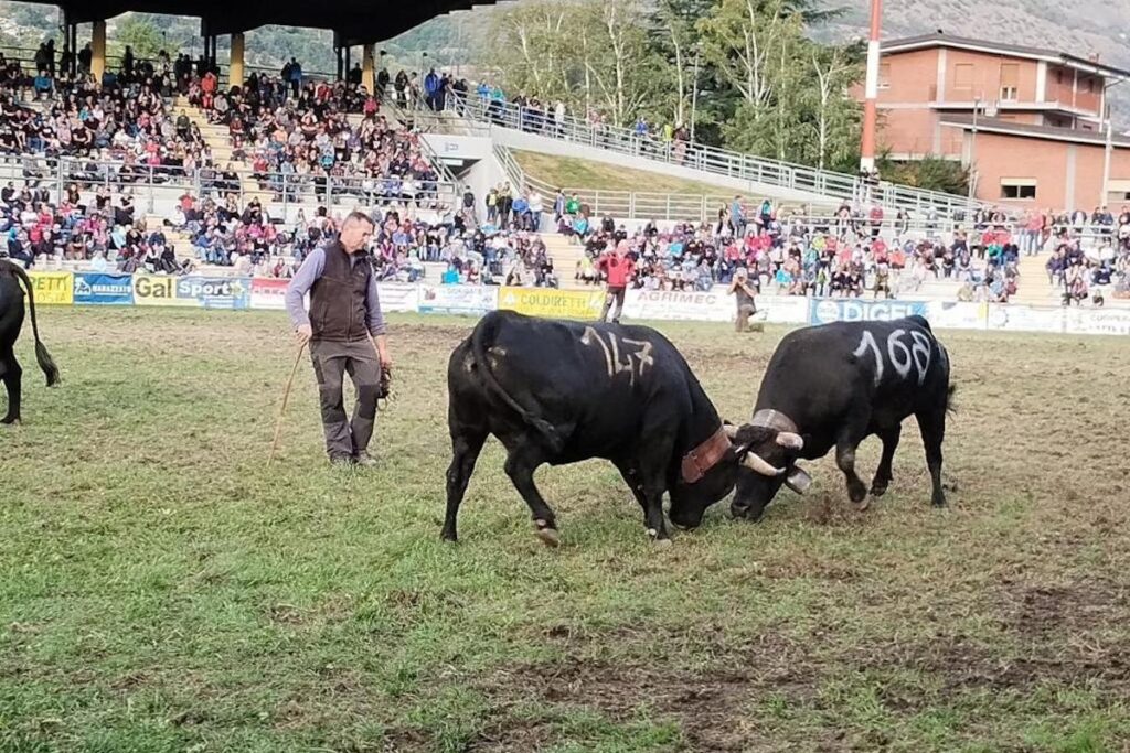 La Finale regionale delle Batailles de reines 2023