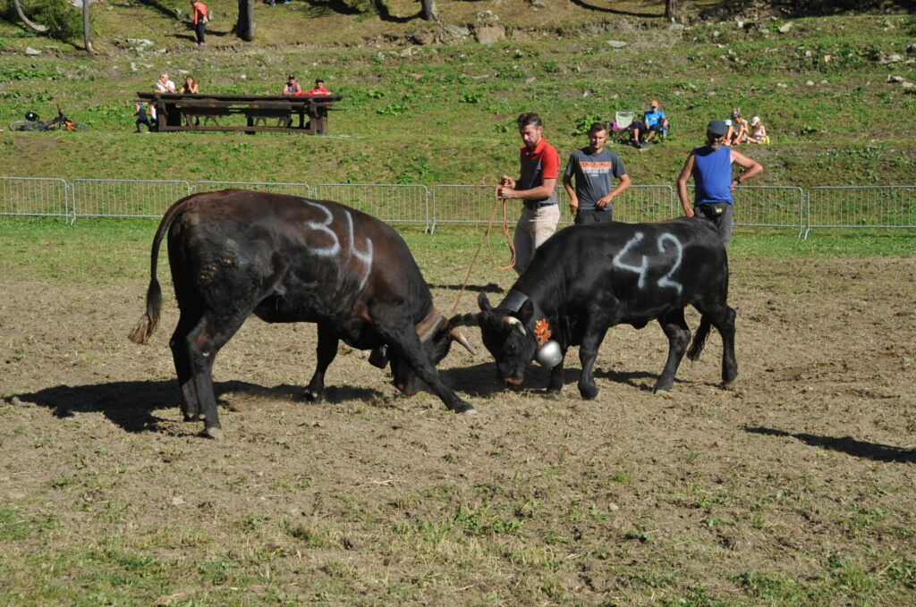 Batailles des moudzons