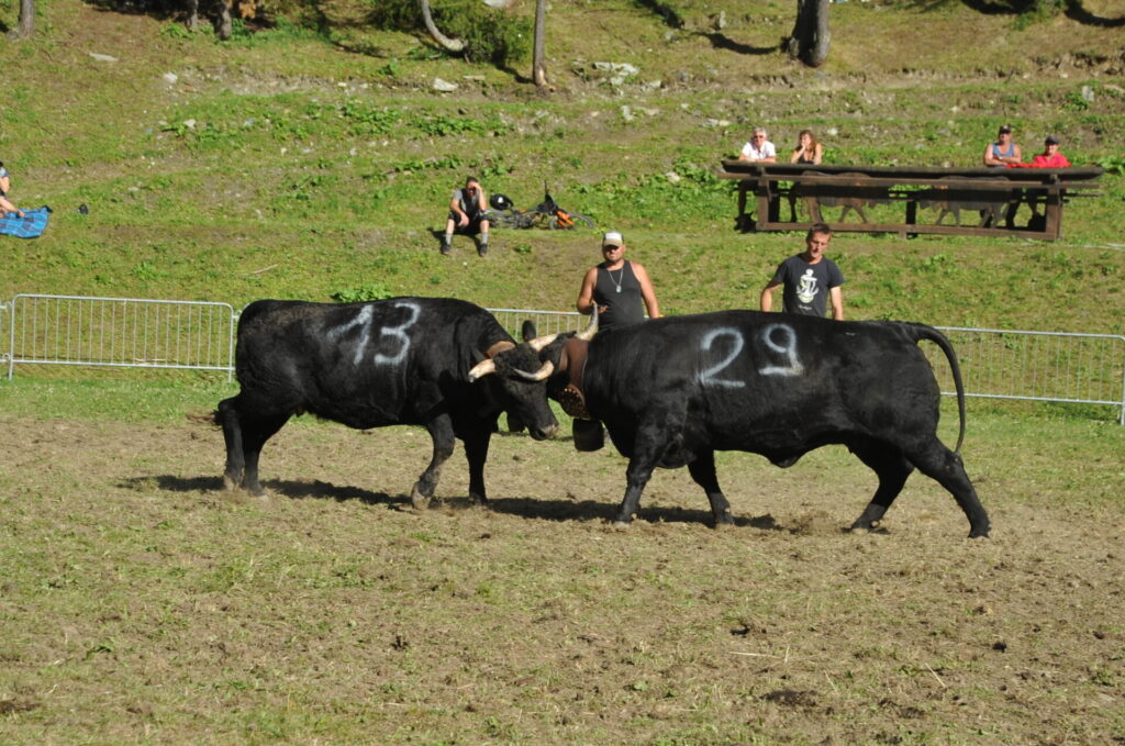 Batailles des moudzons