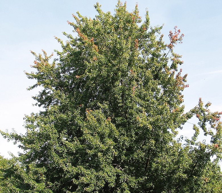 Albero Acero