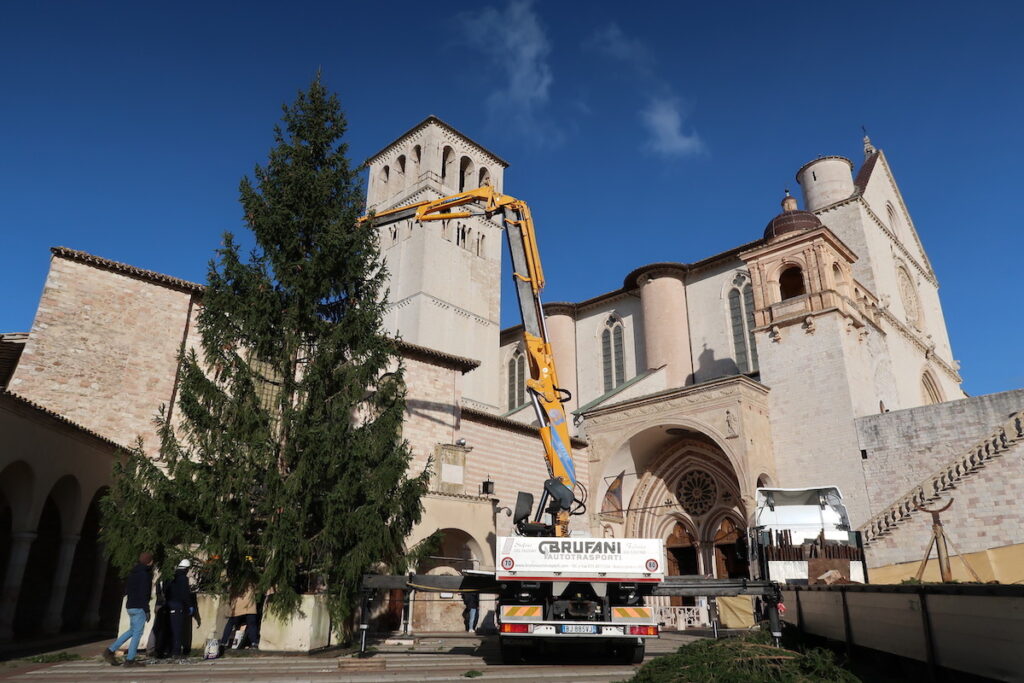 Il posizionamento dell'abete rosso ad Assisi