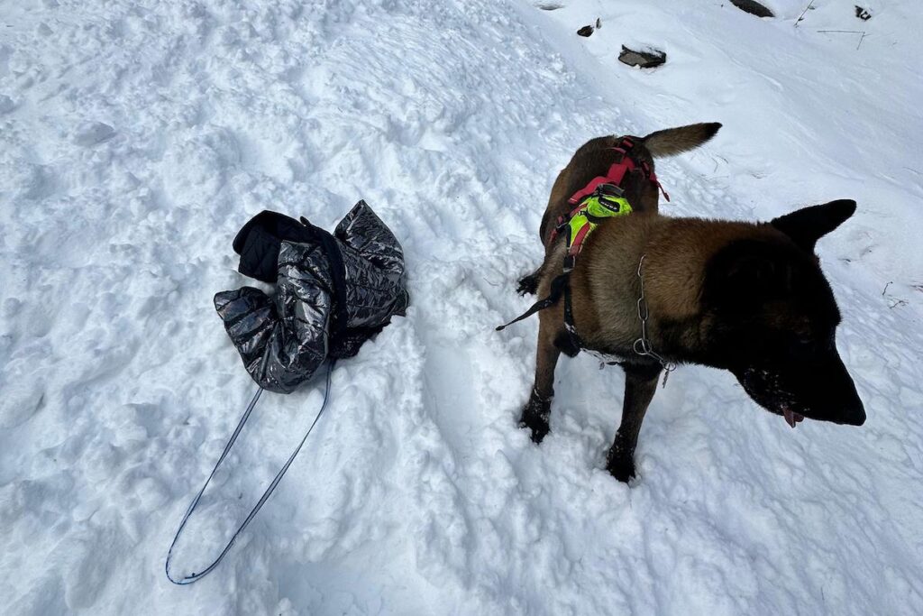 Un cane impegnato nei soccorsi per la valanga in Valnontey