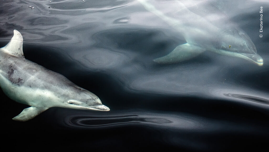 © Ekaterina Bee Wildlife Photographer of the Year