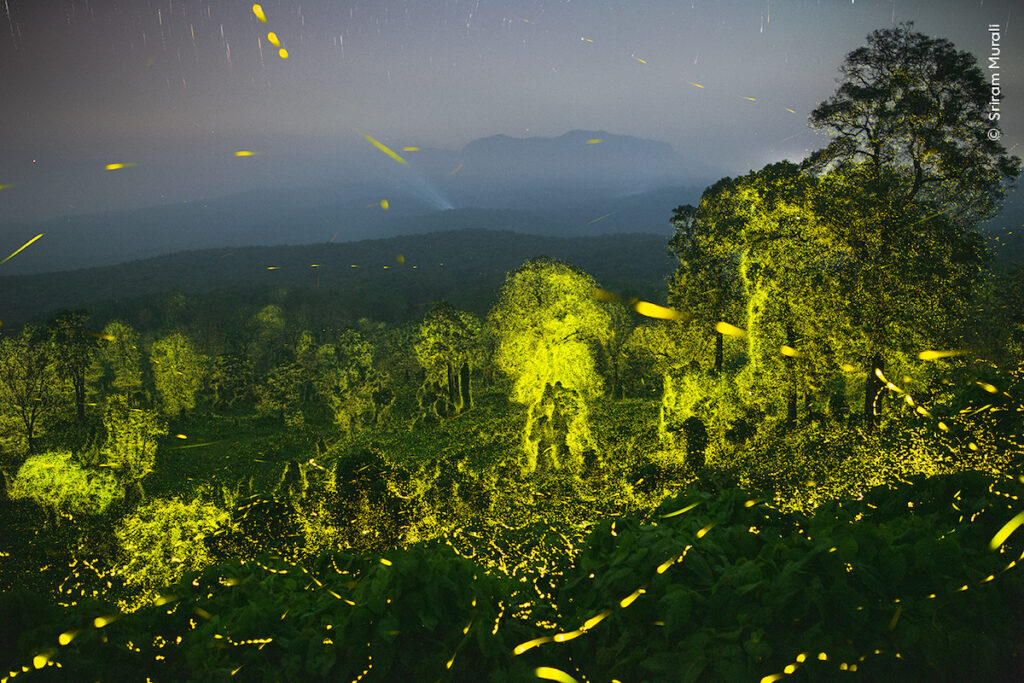 Searching for the stars near my hometown, Pollachi, led me to the forests of the Anamalai Tiger Reserve As I moved away from towns and their lights, the darker it got, the more I could see fireflies, stars I was fascinated when I saw hundreds of firef