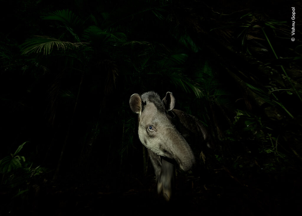 © Vishnu Gopal Wildlife Photographer of the year