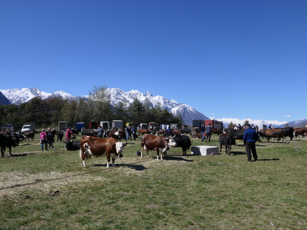 rassegne zootecniche Arev di primavera