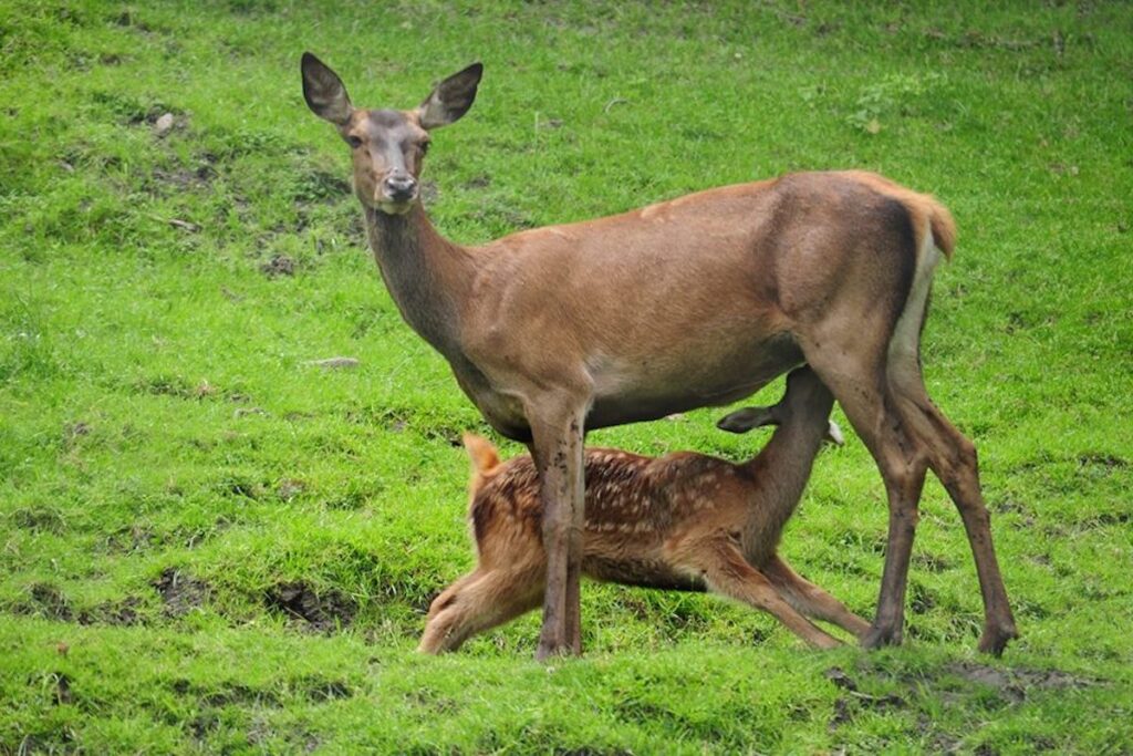 Cervi al Parc Animalier d