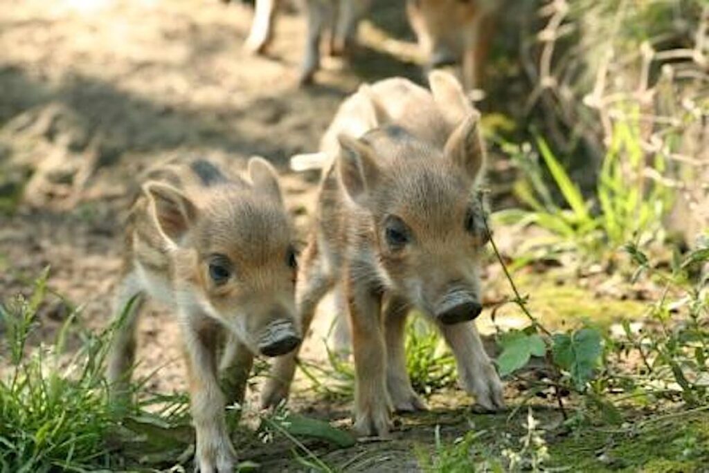 Il Parc Animalier d’Introd ha riaperto le sue porte e vi aspetta per un’esperienza di immersione e amore per la natura