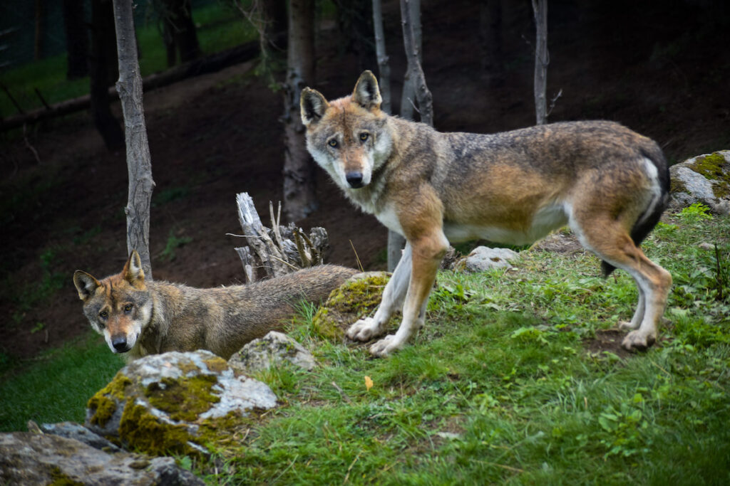 Lupi al Parc Animalier d