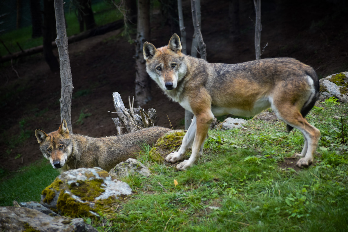 Lupi al Parc Animalier d'Introd